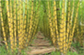sugarcane